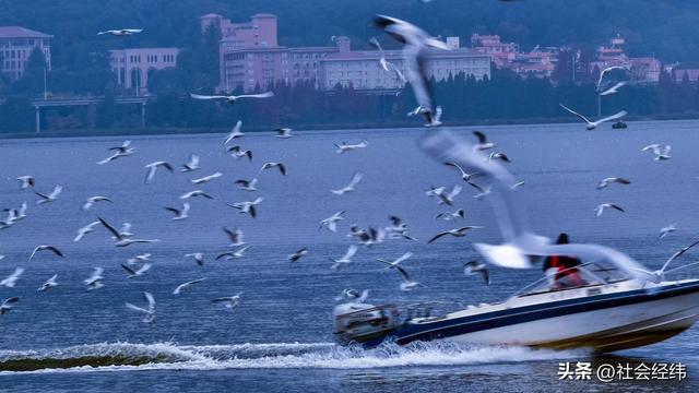 每日一景|漫步滇池湖畔·与海鸥共舞