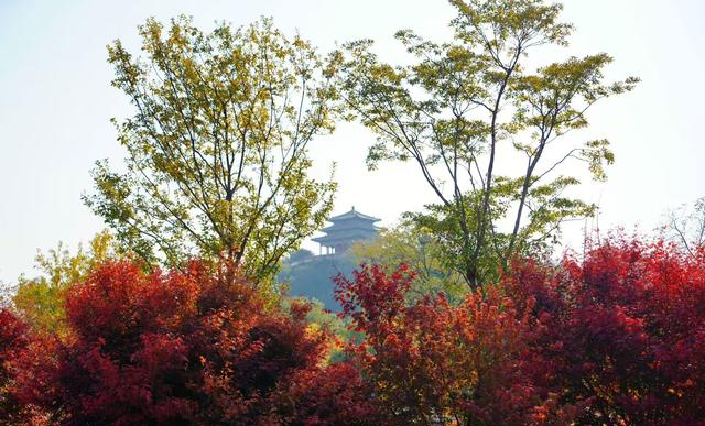 彩叶映红墙；景山公园迎来绚烂的最佳观赏期