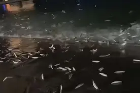 广东大量鱼跃出海面，是新台风要来前兆？分析：无关但台风在酝酿图片