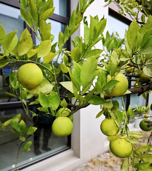 每晚坚持把双脚靠墙10分钟，不费一点力，全身气血都通了!