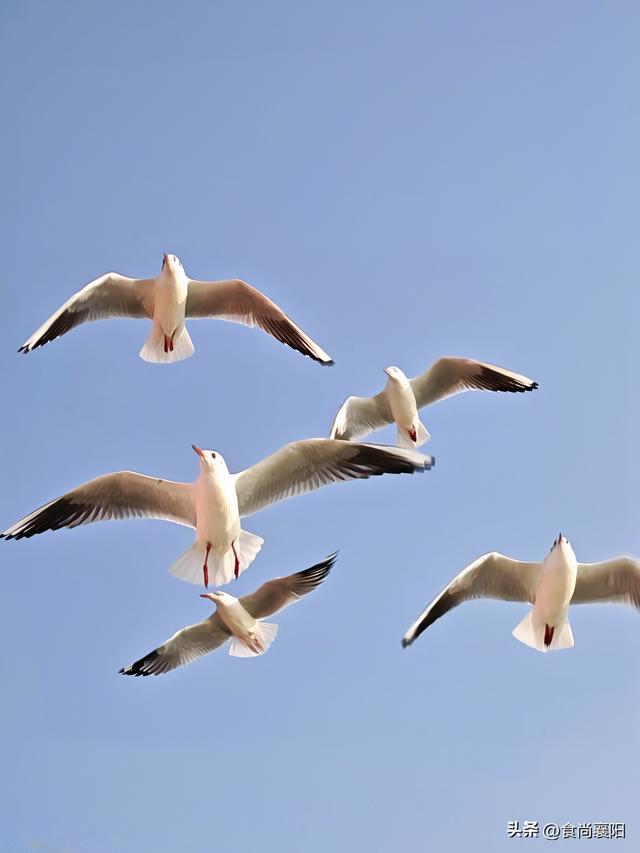 水与墨的交界：天鹅之城，三门峡六记