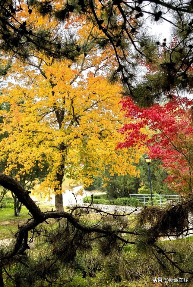 立冬已至，潍坊的秋意仍浓，这里的风景绝美