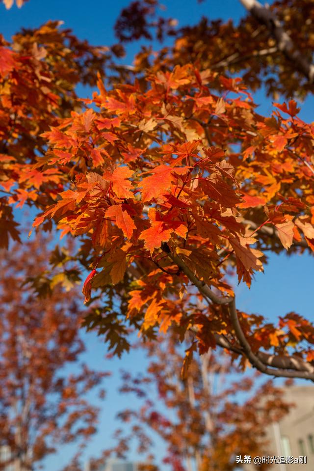在正太广场，捡一片秋，装下整个城市的温柔！