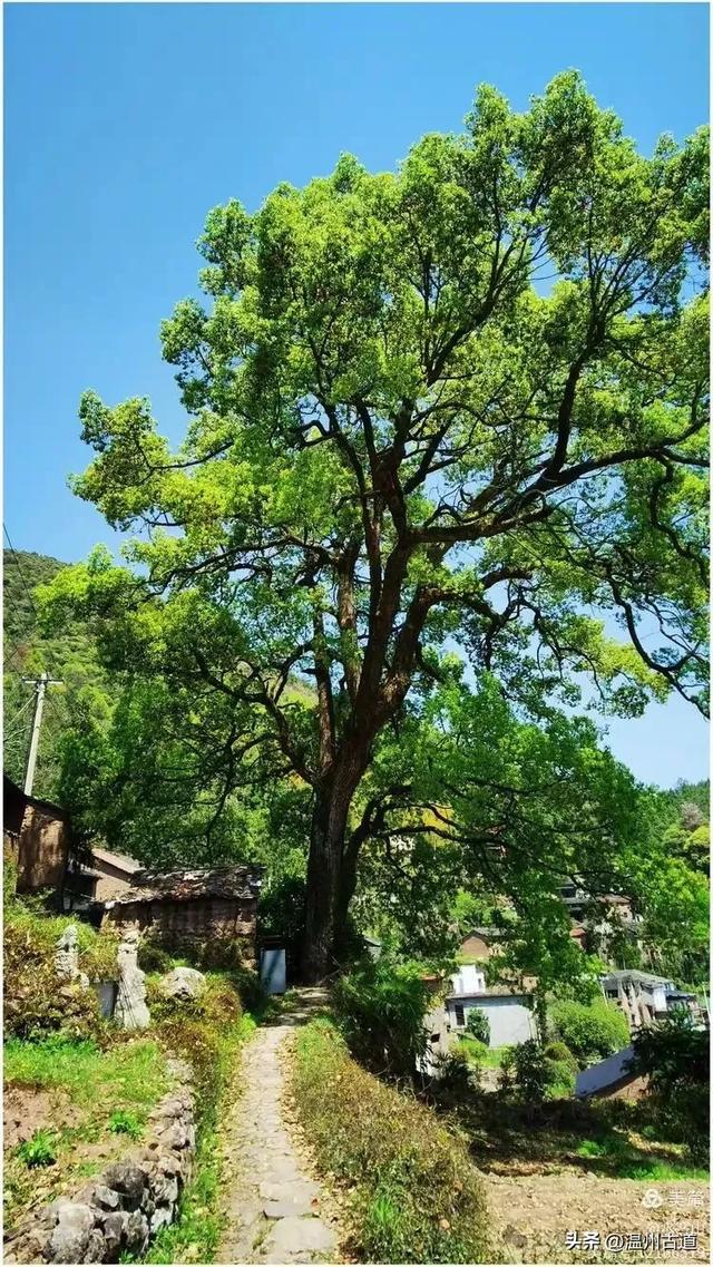 走走浙江这条被遗忘的千年古道,揭开越王古道古村落的神秘面纱!