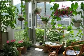 巧用一把黄豆，轻松养遍家中花卉，不花一分钱也能枝叶繁茂图片