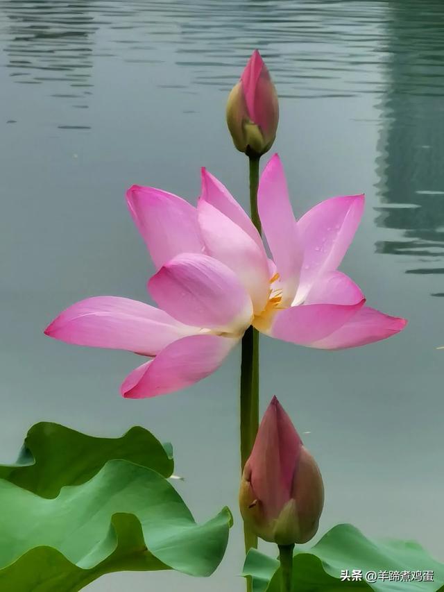 做几天洛阳人——游河南洛阳赏牡丹芬芳 总体概述(四)