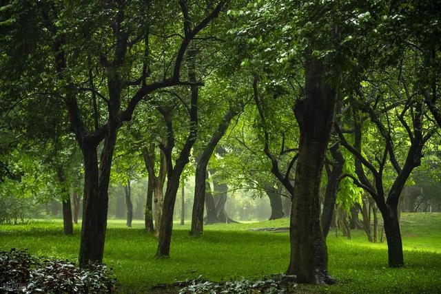 马明霞：夏游植物园