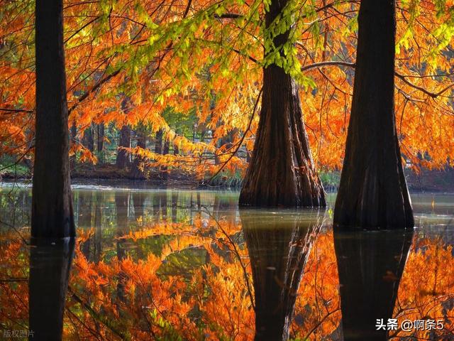 猜猜这是南京的哪里？简直美爆了！
