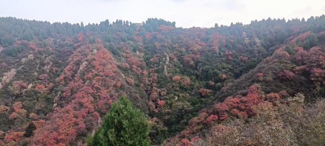 骊山红叶似火 车辆行人如织