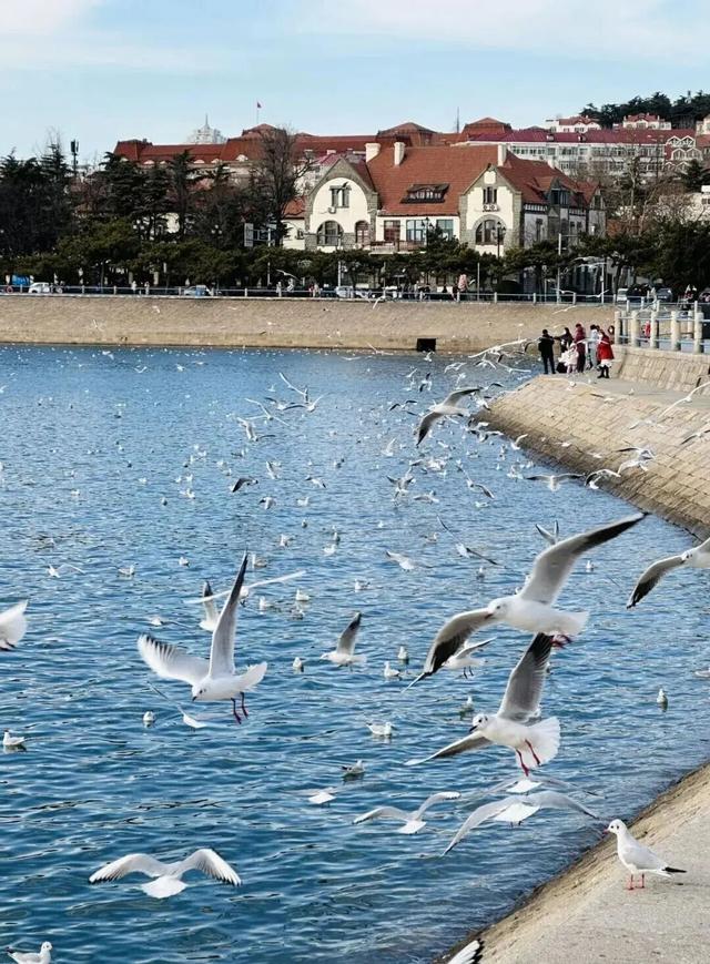 山东变身“候鸟天堂”，点击Get冬日限定浪漫