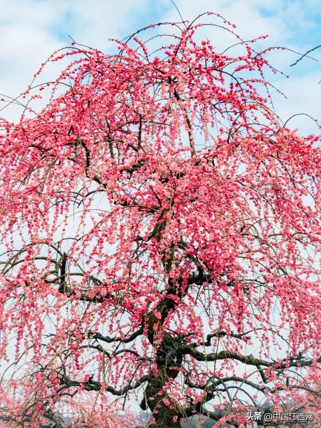 梅花开了！江西这些赏梅胜地太好拍
