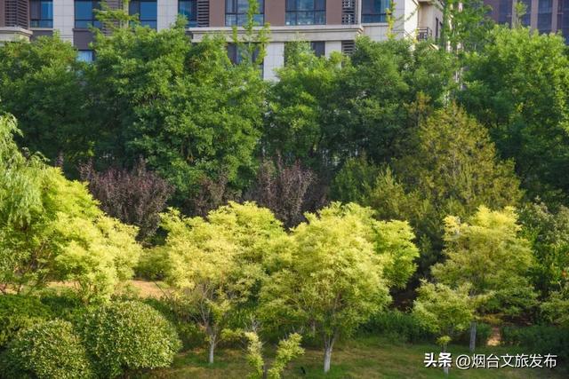 【乐游烟台】邂逅柳林河公园 开启生态宜居的森系时光