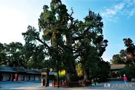 探寻最美古树 感受绿色乡愁图片