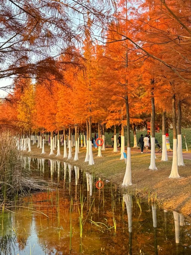 合肥下一个主城或将诞生？不是肥西、肥东，堪称最具黑马相的城区