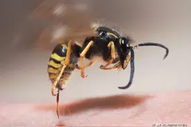 同样都是蜇人，蜜蜂和黄蜂有什么区别，谁咬得更痛？图片