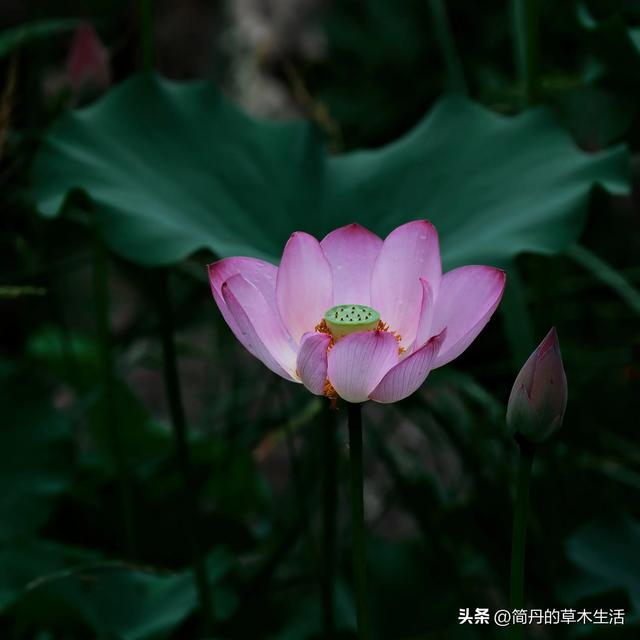 骑上我的小毛驴去遛弯