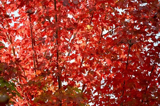 淄博6个登高爬山好去处推荐！