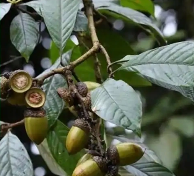 首次发现仅3株，25年云南又发现2株，网友：不稀奇	，老家遍地都是