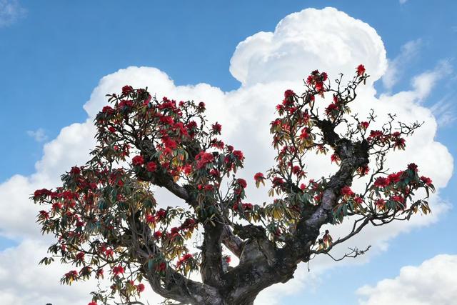 马年新春，赴一场“彝山火树”的盛大浪漫！