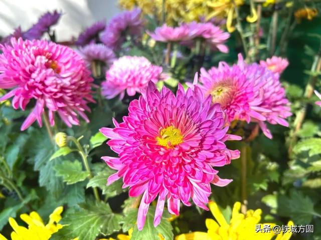 菊香满邵武！第二十届菊花艺术展惊艳绽放，邀你共赏秋韵