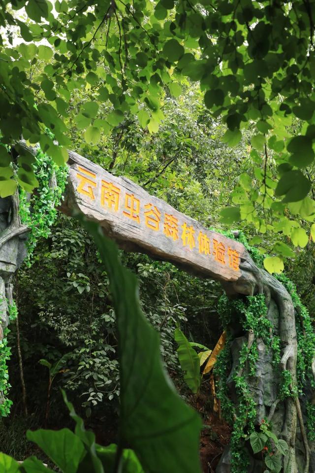住普洱小熊猫庄园 探访太阳河森林公园 又有新业态啦 | 有一种叫云南的生活