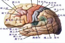 人体解剖——脑部（端脑）图片