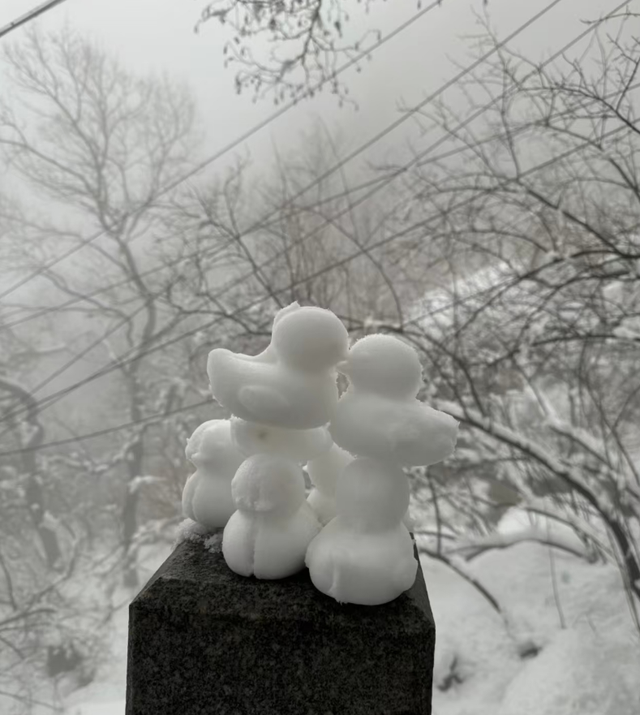 春天又想起来逞能了！今早，大批青岛人憋着想请假：领导，这里突然美得不像话，我能不能去打个卡，晚了怕它化了……