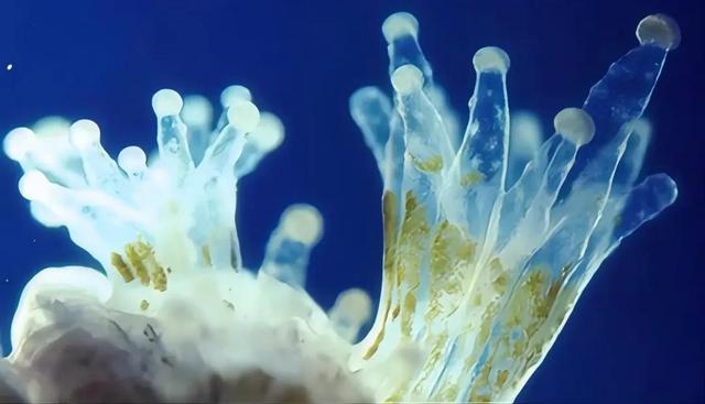 全球暖1.4℃，大堡礁珊瑚却被33℃烤烂？真相藏在“海洋高烧”里