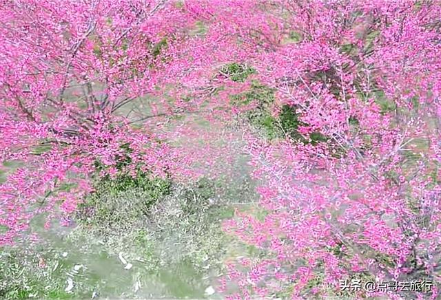 成都郫都区最大面积红梅花开了，粉红花海，非常壮观，不要门票！