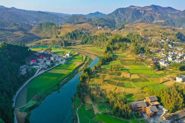 乡游黔中 · 凤冈县 进化镇丨银杏鎏金映古寨,高腔茶灯醉秋韵