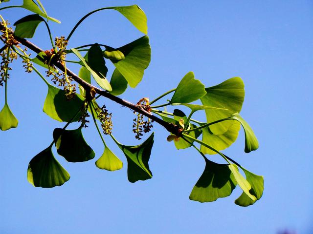 花木春秋322：银杏 | 植物界的活化石