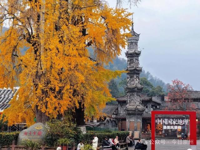 免费又出片！崇州初冬宝藏秘境，美到封神！