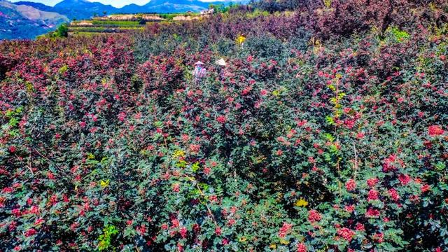 "咔嚓！"→文县