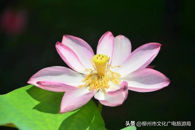 把夏天泡进花海里！前茅公园的浓烈+园博园的清新，快来享用双份“夏日特调”