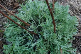 茵陈蒿别名茵陈，春天常吃野菜，懂的人都在寻找它，采摘正当时图片