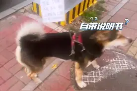 网友路边偶遇一只独立狗狗，背上背了块牌子“自己溜自己”图片