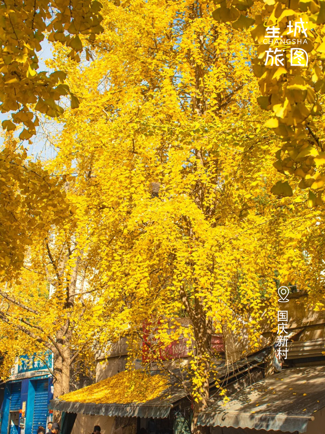 星城鎏金，银杏逐光