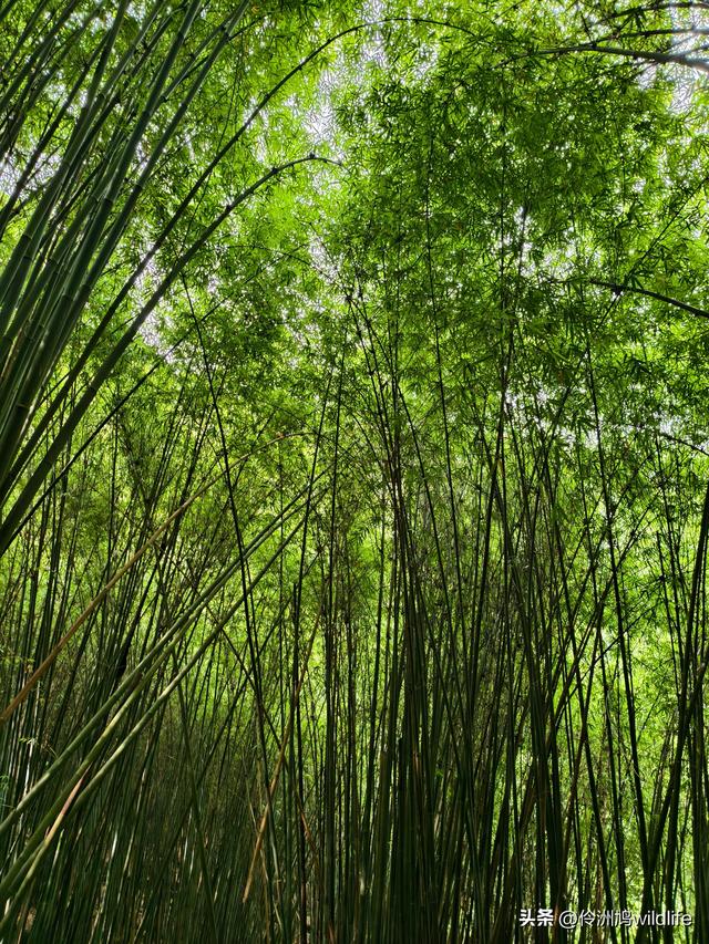 成都徒步（69）·彭州篇⑯法藏寺环线（桥断未走通）