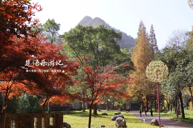 宁波这个丛林秘湖又火了，银杏与红枫美成油画，很适合拍照与休闲
