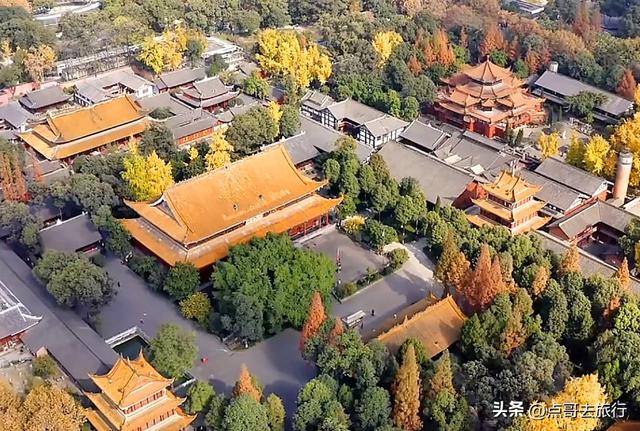 成都市区最美银杏都藏在这里，千年沉淀超级惊艳，公交车直达！