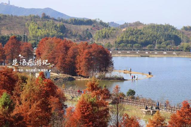 浙江绍兴的新晋网红打卡地，因月牙弯而走红，湖杉鹭影美不胜收