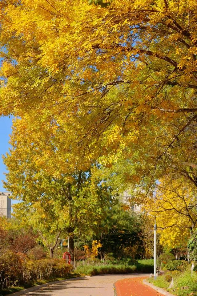 什么？日照这里有一群“小精灵”？！