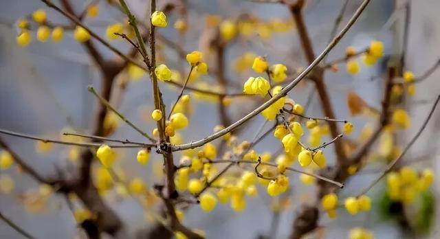 济南第一波蜡梅开了！这些赏梅地，赶紧冲！