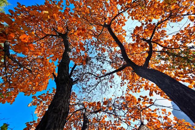 趁天晴出发！洛阳这片杉林红了！无需门票…