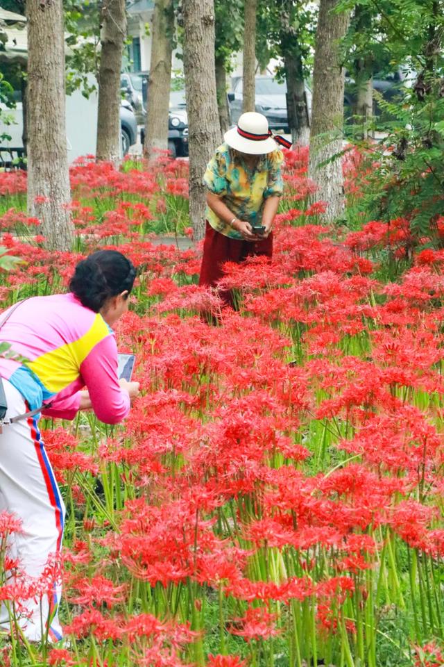 免费打卡！郫都这片彼岸花开得正盛！周末约起→