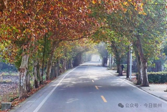 速来→崇州正上演初冬金色浪漫大片！