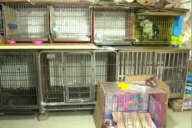 节前宠物寄养走俏，“铲屎官”们这6件事要知道图片