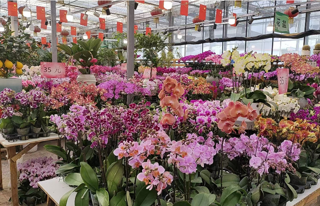 立春过后，来海淀赴一场繁花之约