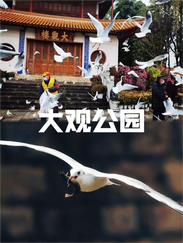 昆明进入红嘴鸥最佳观鸥季，这些观鸥点搭乘地铁就能到！！！