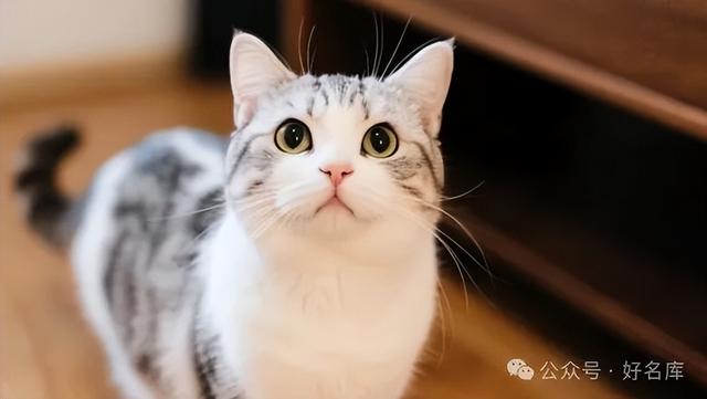 20个超可爱的猫咪名字，总有一个适合你的小主子！